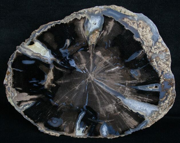 Blue Forest Petrified Wood Slice - x #6206